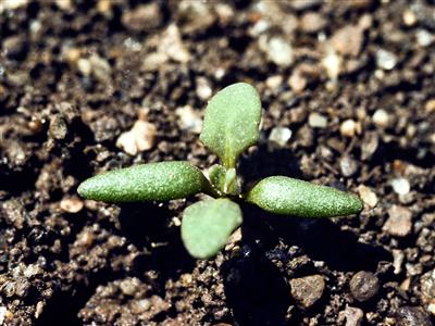 Laboratoire d'expertise et de diagnostic en phytoprotection - MAPAQ