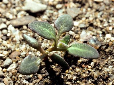 Laboratoire d'expertise et de diagnostic en phytoprotection - MAPAQ