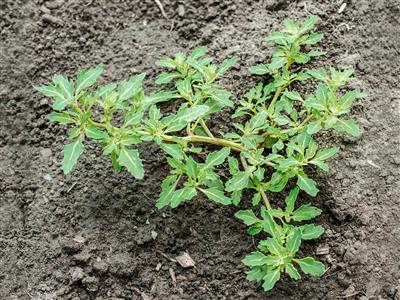 Laboratoire d'expertise et de diagnostic en phytoprotection - MAPAQ