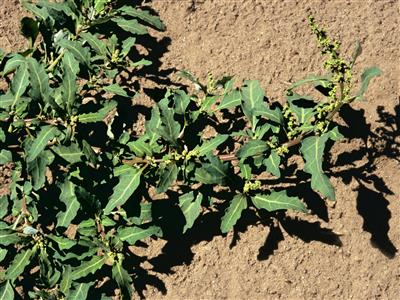 Laboratoire d'expertise et de diagnostic en phytoprotection - MAPAQ