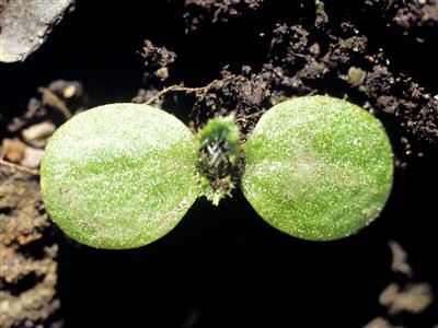 Laboratoire d'expertise et de diagnostic en phytoprotection - MAPAQ