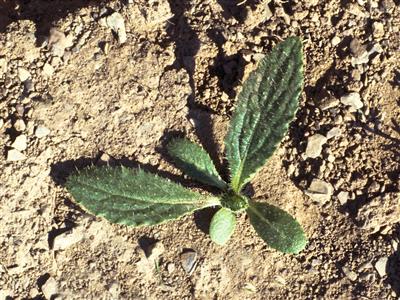 Laboratoire d'expertise et de diagnostic en phytoprotection - MAPAQ