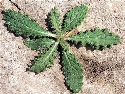 Laboratoire d'expertise et de diagnostic en phytoprotection - MAPAQ