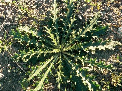 Laboratoire d'expertise et de diagnostic en phytoprotection - MAPAQ