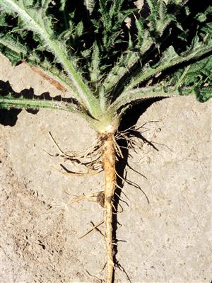 Laboratoire d'expertise et de diagnostic en phytoprotection - MAPAQ