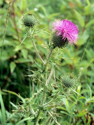 Laboratoire d'expertise et de diagnostic en phytoprotection - MAPAQ