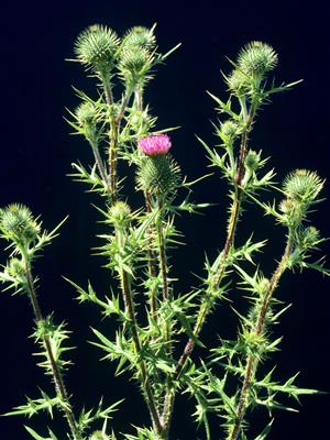 Laboratoire d'expertise et de diagnostic en phytoprotection - MAPAQ
