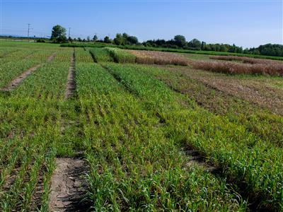 Laboratoire d'expertise et de diagnostic en phytoprotection - MAPAQ