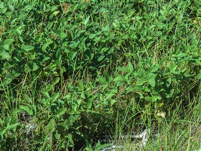 Laboratoire d'expertise et de diagnostic en phytoprotection - MAPAQ