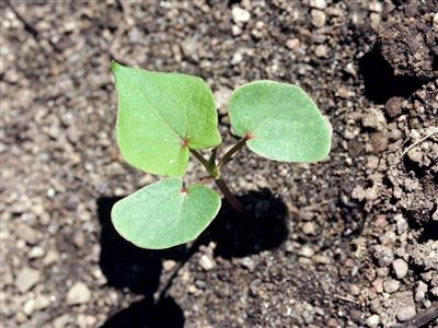 Herbes et plantes médicinales : Sarrasin - EGK