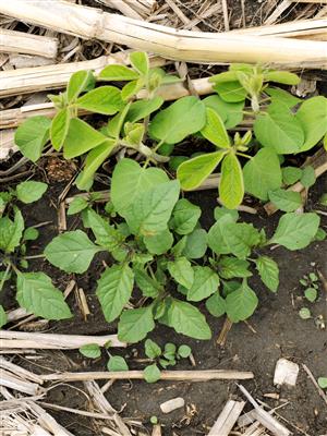 Laboratoire d'expertise et de diagnostic en phytoprotection - MAPAQ