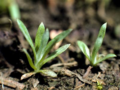 Laboratoire d'expertise et de diagnostic en phytoprotection - MAPAQ
