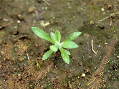 Laboratoire d'expertise et de diagnostic en phytoprotection - MAPAQ