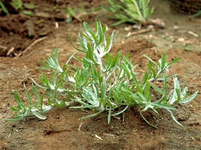 Laboratoire d'expertise et de diagnostic en phytoprotection - MAPAQ