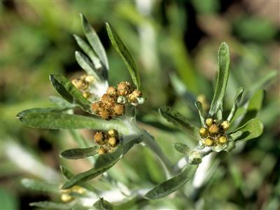 Laboratoire d'expertise et de diagnostic en phytoprotection - MAPAQ
