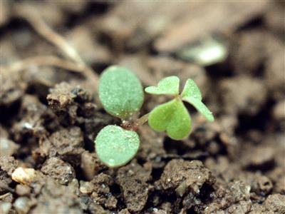 Laboratoire d'expertise et de diagnostic en phytoprotection - MAPAQ