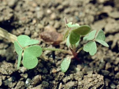 Laboratoire d'expertise et de diagnostic en phytoprotection - MAPAQ