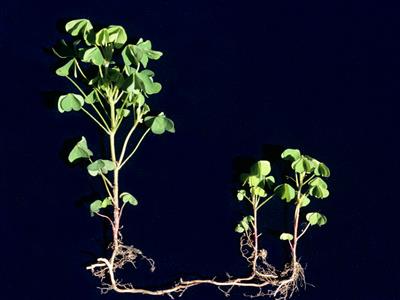 Laboratoire d'expertise et de diagnostic en phytoprotection - MAPAQ