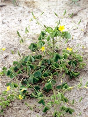 Laboratoire d'expertise et de diagnostic en phytoprotection - MAPAQ