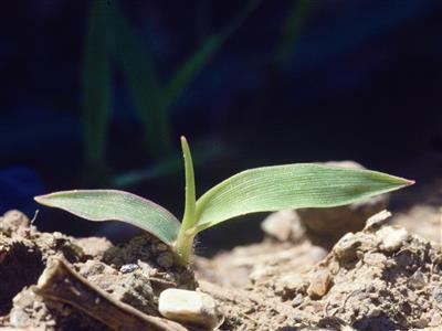 Laboratoire d'expertise et de diagnostic en phytoprotection - MAPAQ