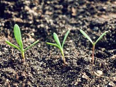 Laboratoire d'expertise et de diagnostic en phytoprotection - MAPAQ