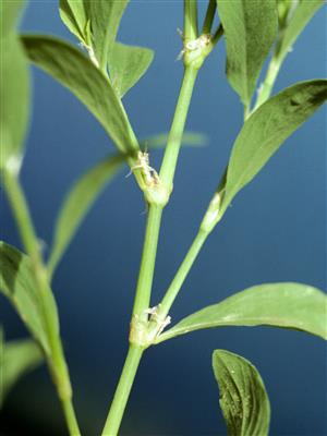 Laboratoire d'expertise et de diagnostic en phytoprotection - MAPAQ