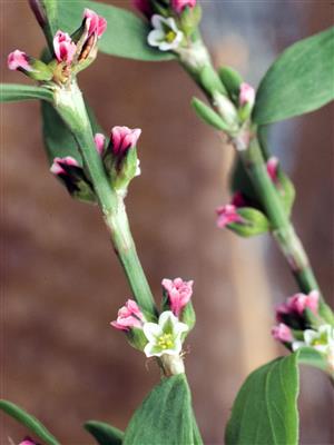 Laboratoire d'expertise et de diagnostic en phytoprotection - MAPAQ