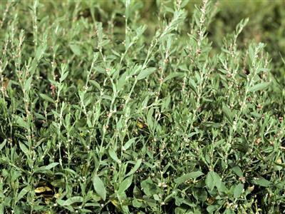 Laboratoire d'expertise et de diagnostic en phytoprotection - MAPAQ