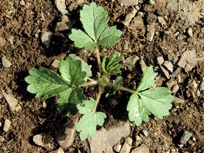 Laboratoire d'expertise et de diagnostic en phytoprotection - MAPAQ