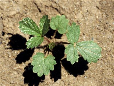 Laboratoire d'expertise et de diagnostic en phytoprotection - MAPAQ