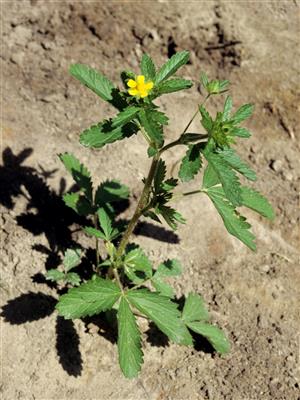 Laboratoire d'expertise et de diagnostic en phytoprotection - MAPAQ