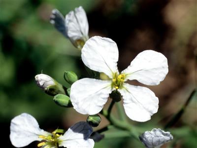 Laboratoire d'expertise et de diagnostic en phytoprotection - MAPAQ