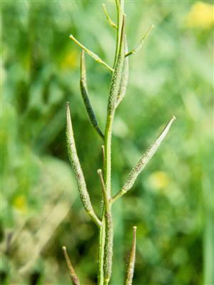 Laboratoire d'expertise et de diagnostic en phytoprotection - MAPAQ