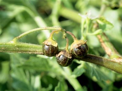 Laboratoire d'expertise et de diagnostic en phytoprotection - MAPAQ