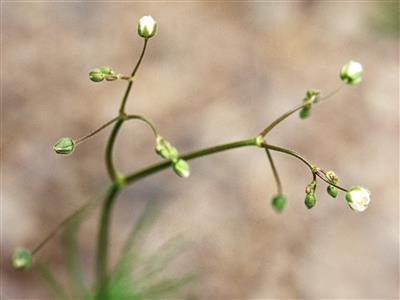 Laboratoire d'expertise et de diagnostic en phytoprotection - MAPAQ