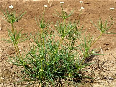 Laboratoire d'expertise et de diagnostic en phytoprotection - MAPAQ