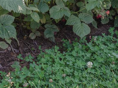 Laboratoire d'expertise et de diagnostic en phytoprotection - MAPAQ