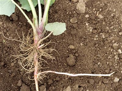 Laboratoire d'expertise et de diagnostic en phytoprotection - MAPAQ