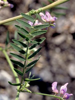 Laboratoire d'expertise et de diagnostic en phytoprotection - MAPAQ