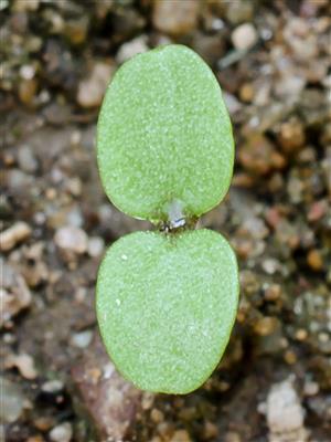 Laboratoire d'expertise et de diagnostic en phytoprotection - MAPAQ