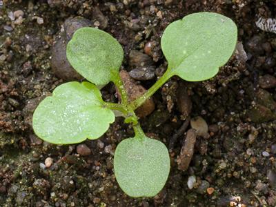 Laboratoire d'expertise et de diagnostic en phytoprotection - MAPAQ