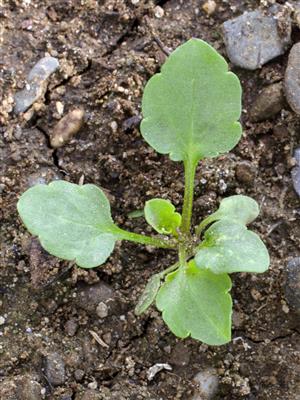 Laboratoire d'expertise et de diagnostic en phytoprotection - MAPAQ