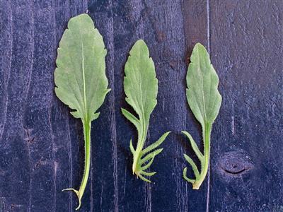Laboratoire d'expertise et de diagnostic en phytoprotection - MAPAQ