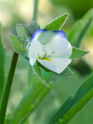 Laboratoire d'expertise et de diagnostic en phytoprotection - MAPAQ