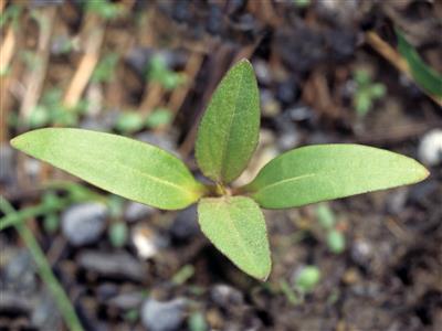 Laboratoire d'expertise et de diagnostic en phytoprotection - MAPAQ