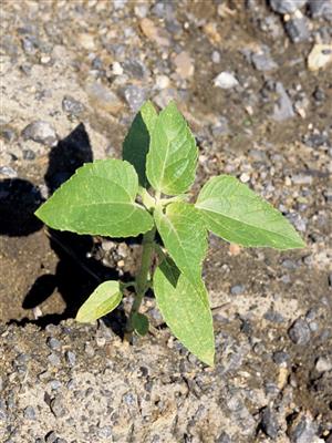 Laboratoire d'expertise et de diagnostic en phytoprotection - MAPAQ
