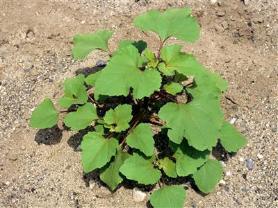 Laboratoire d'expertise et de diagnostic en phytoprotection - MAPAQ