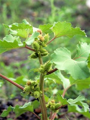 Laboratoire d'expertise et de diagnostic en phytoprotection - MAPAQ