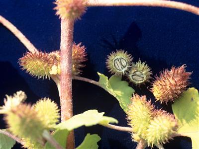 Laboratoire d'expertise et de diagnostic en phytoprotection - MAPAQ