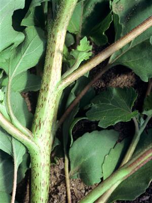 Laboratoire d'expertise et de diagnostic en phytoprotection - MAPAQ